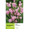 Bluebell Pink Queen 5 Pack