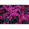 Azalea