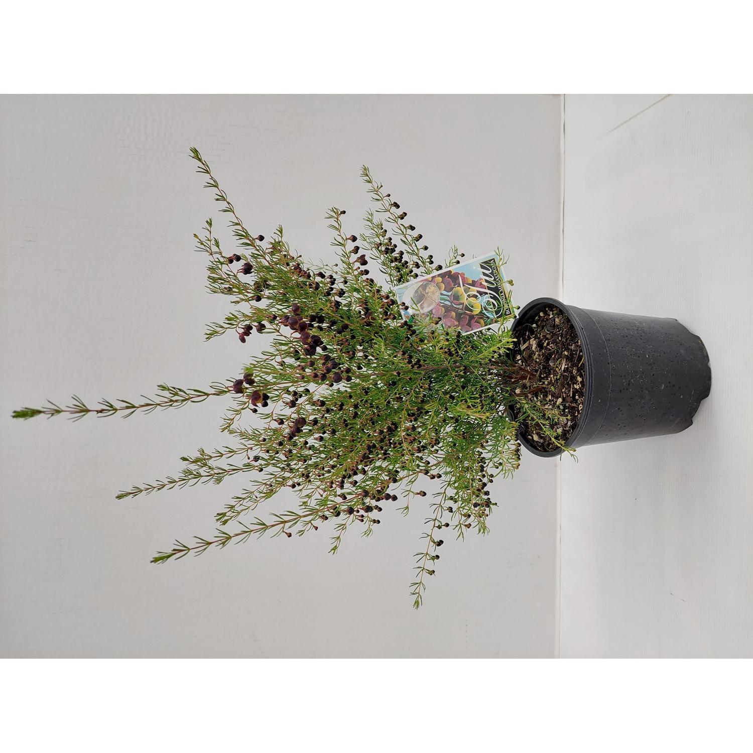 Boronia Tui