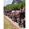 Escallonia Pink Elle
