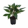 Sweetie Impatiens Range