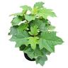 Hydrangea Pee Wee  4L