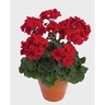 Geranium Pac Dark Delight
