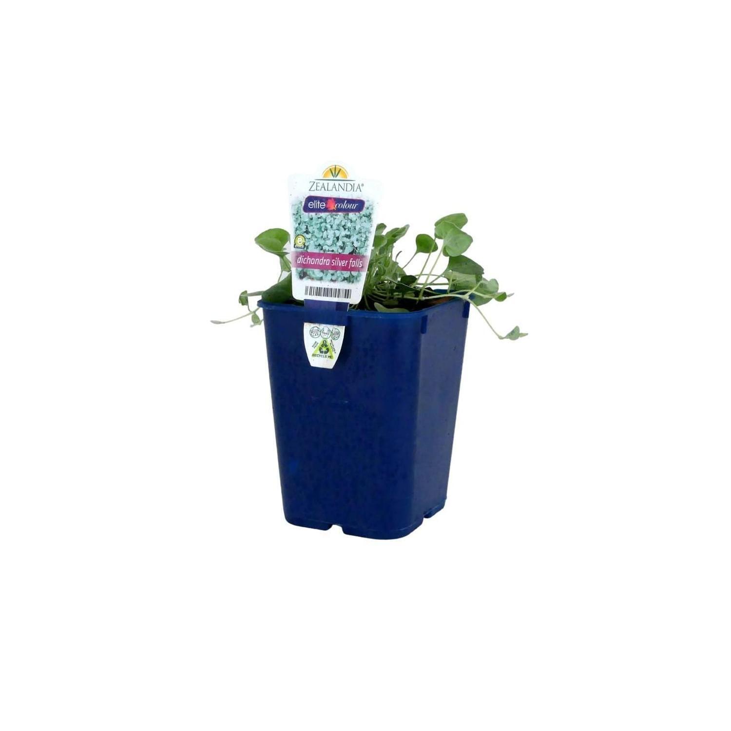 Dichondra Silver Falls
