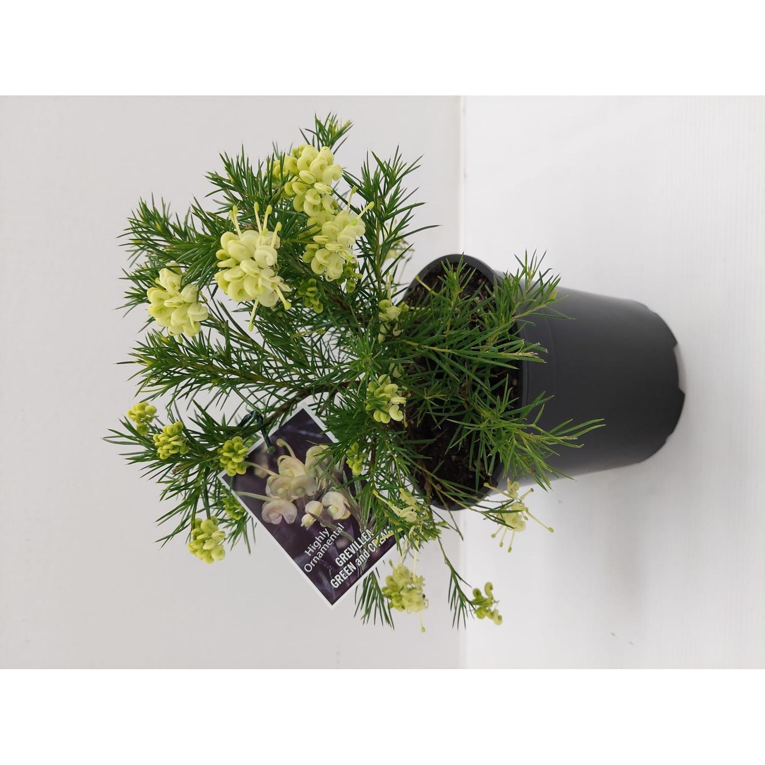 Grevillea Green and Cream