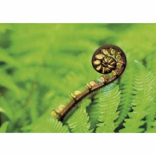 Splashback Fern Koru