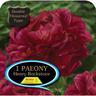 Paeony Double Henry Bockstoce Pack of 1