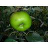 Apple Semi Dwarf Bramley's Seedling