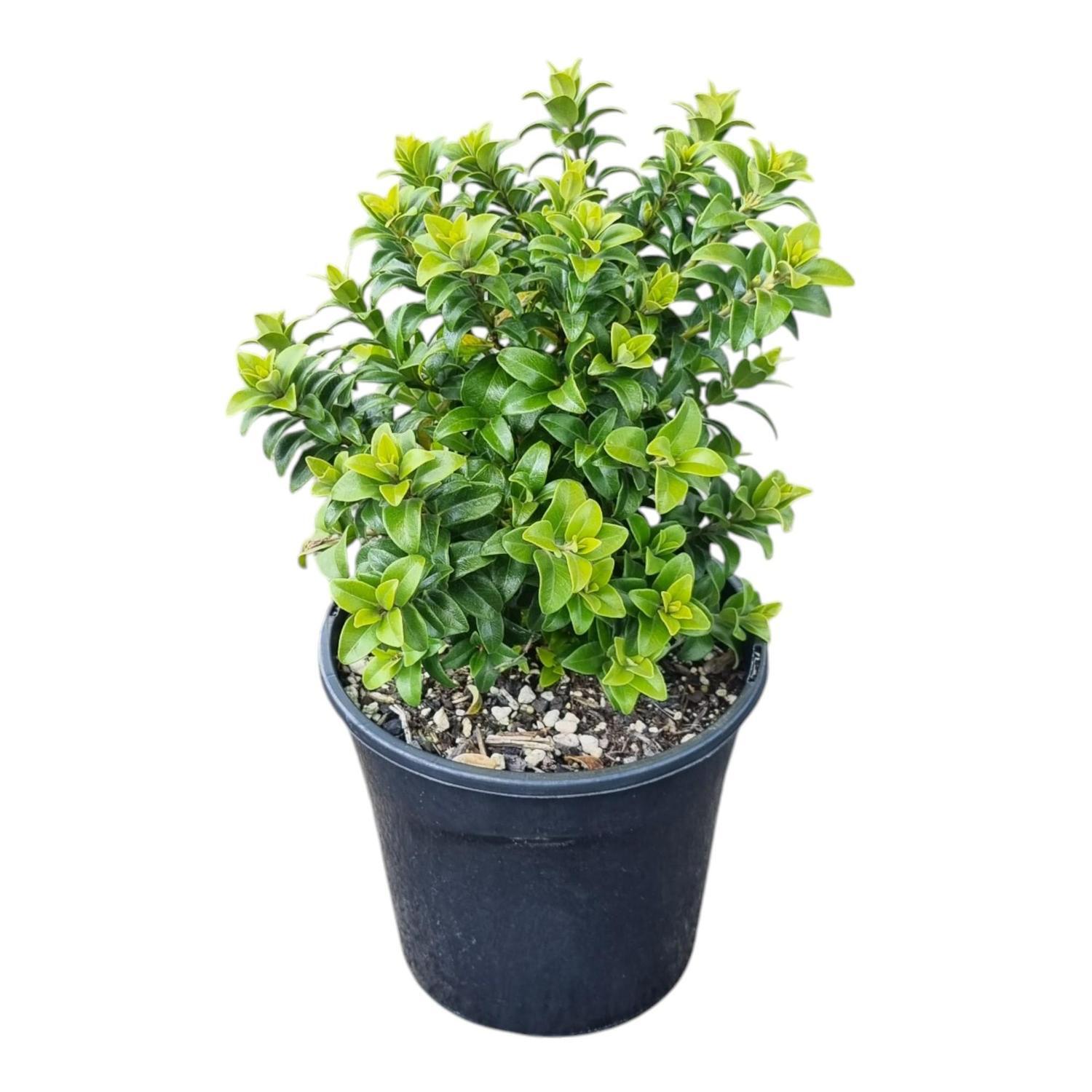 Metrosideros Tormentosa Dalese 'Dwarf Pohutukawa' 4L