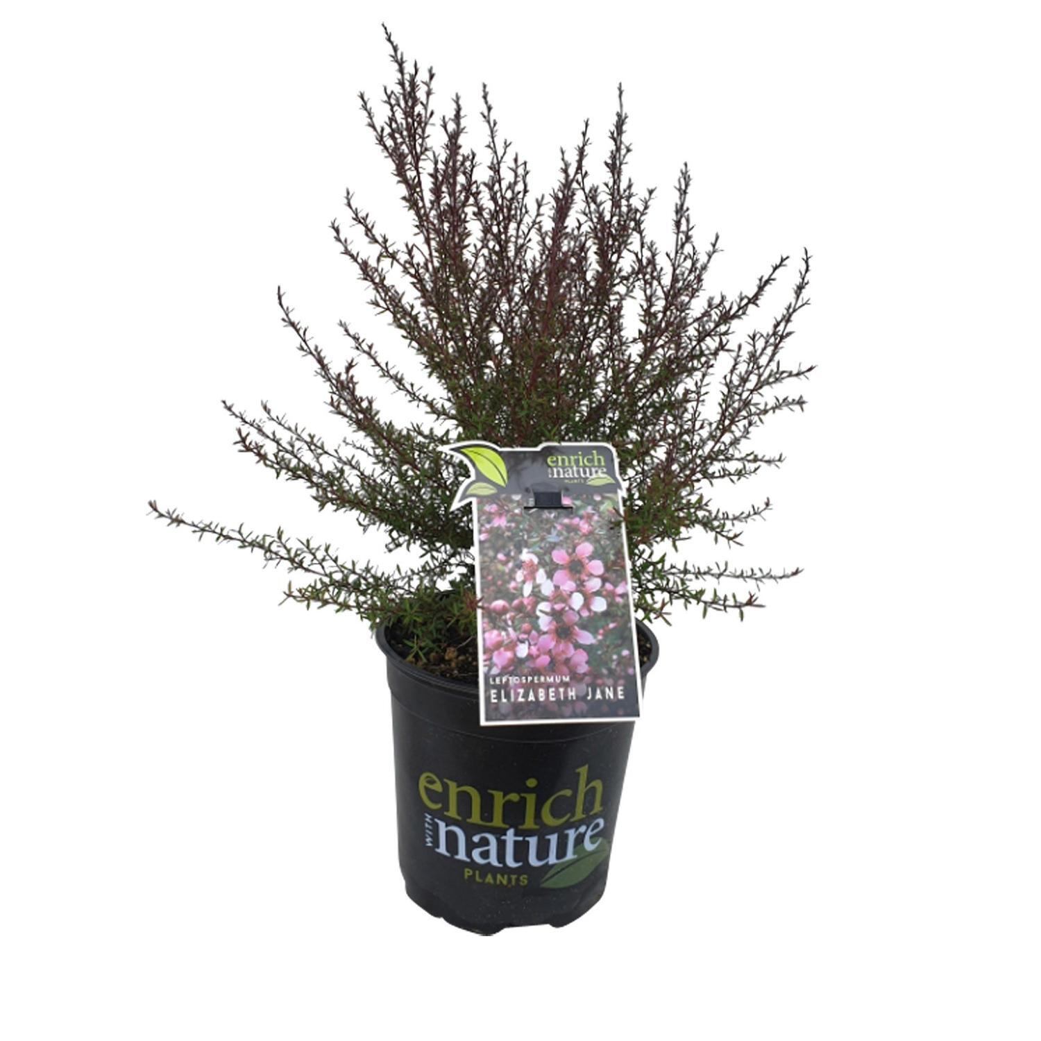 Leptospermum Elizabeth Jane
