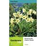 Hymenocallis Sulphur Queen 1 Pack