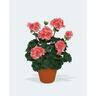 Geranium Pac Dark Delight