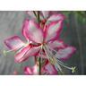 Gaura Freefolk Rosy
