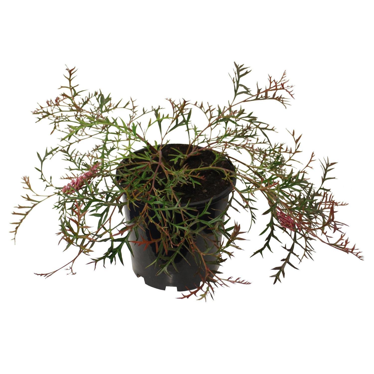 Grevillea 'Bronze Rambler' 3.3 litre