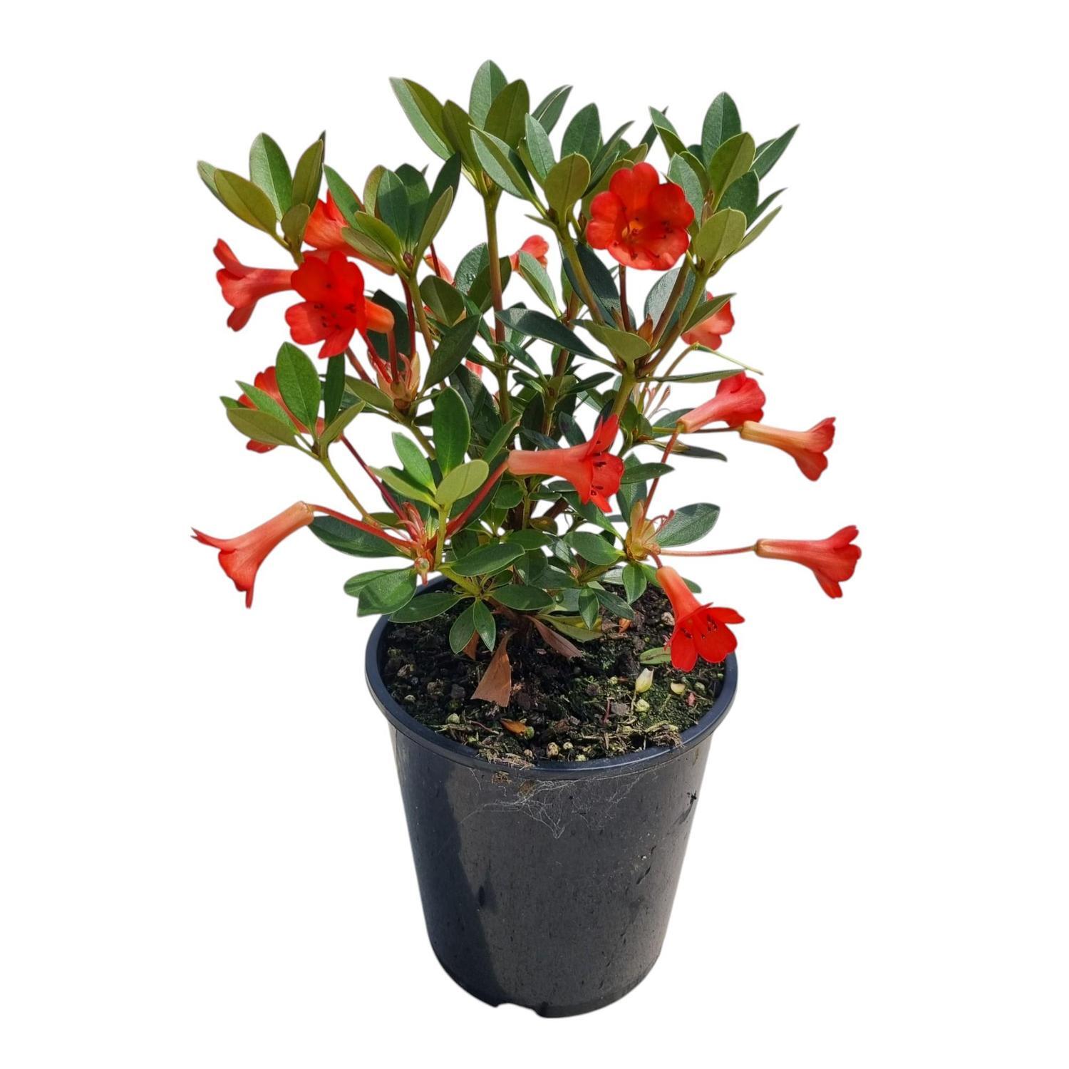 Vireya Saxon Glow 3.3L