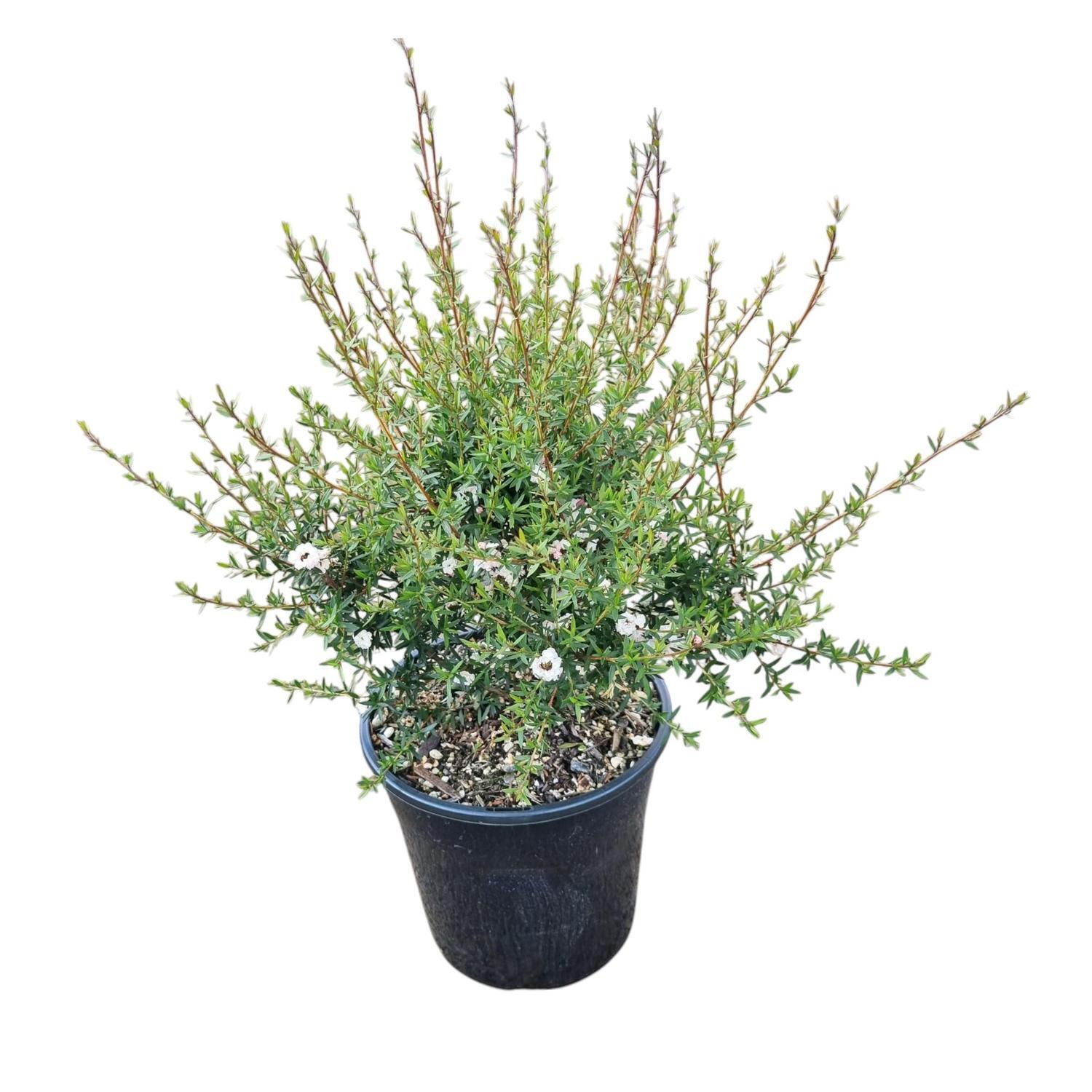 Leptospermum 'Tea Tree' Wiri Linda 4L