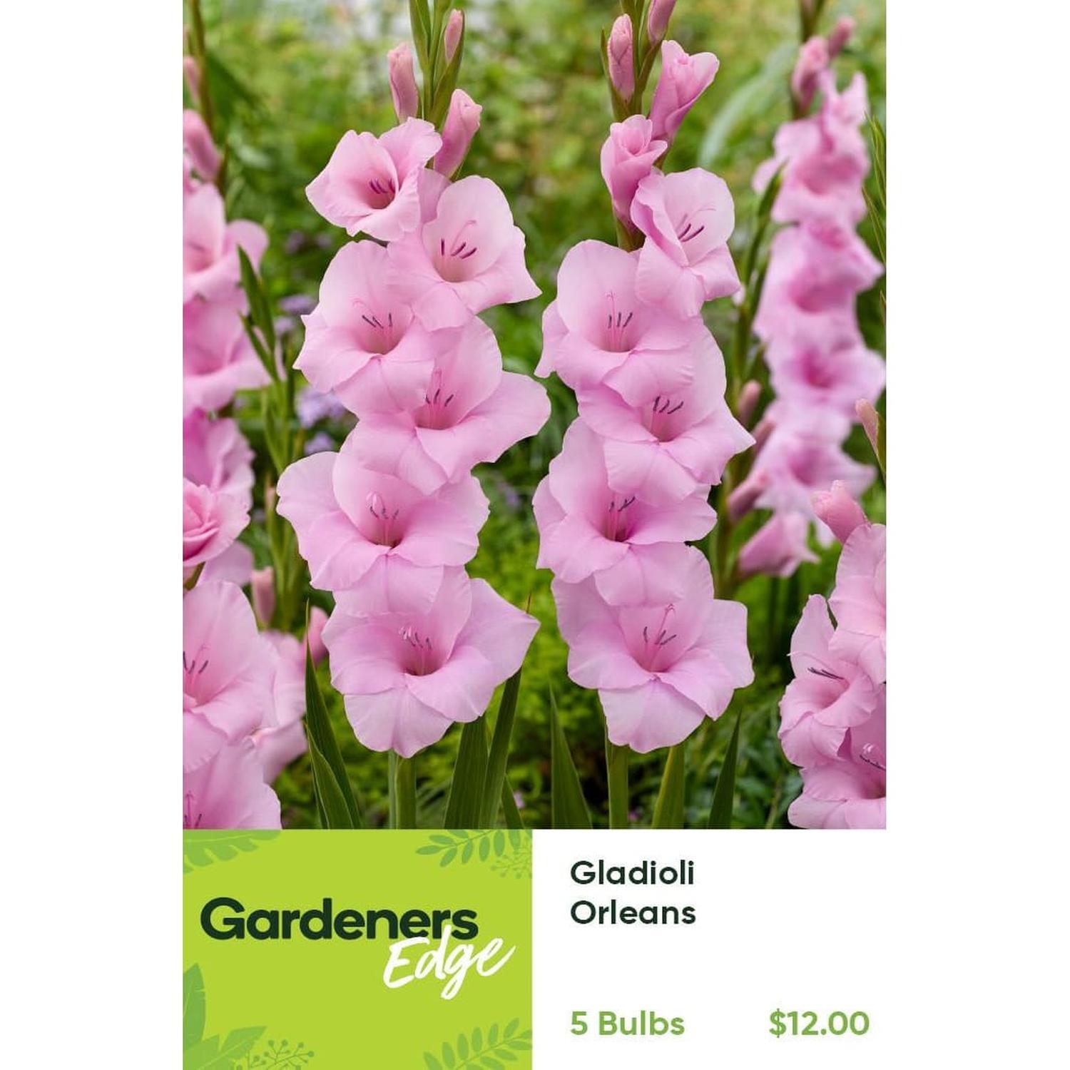 Gladioli Orleans Pack of 5