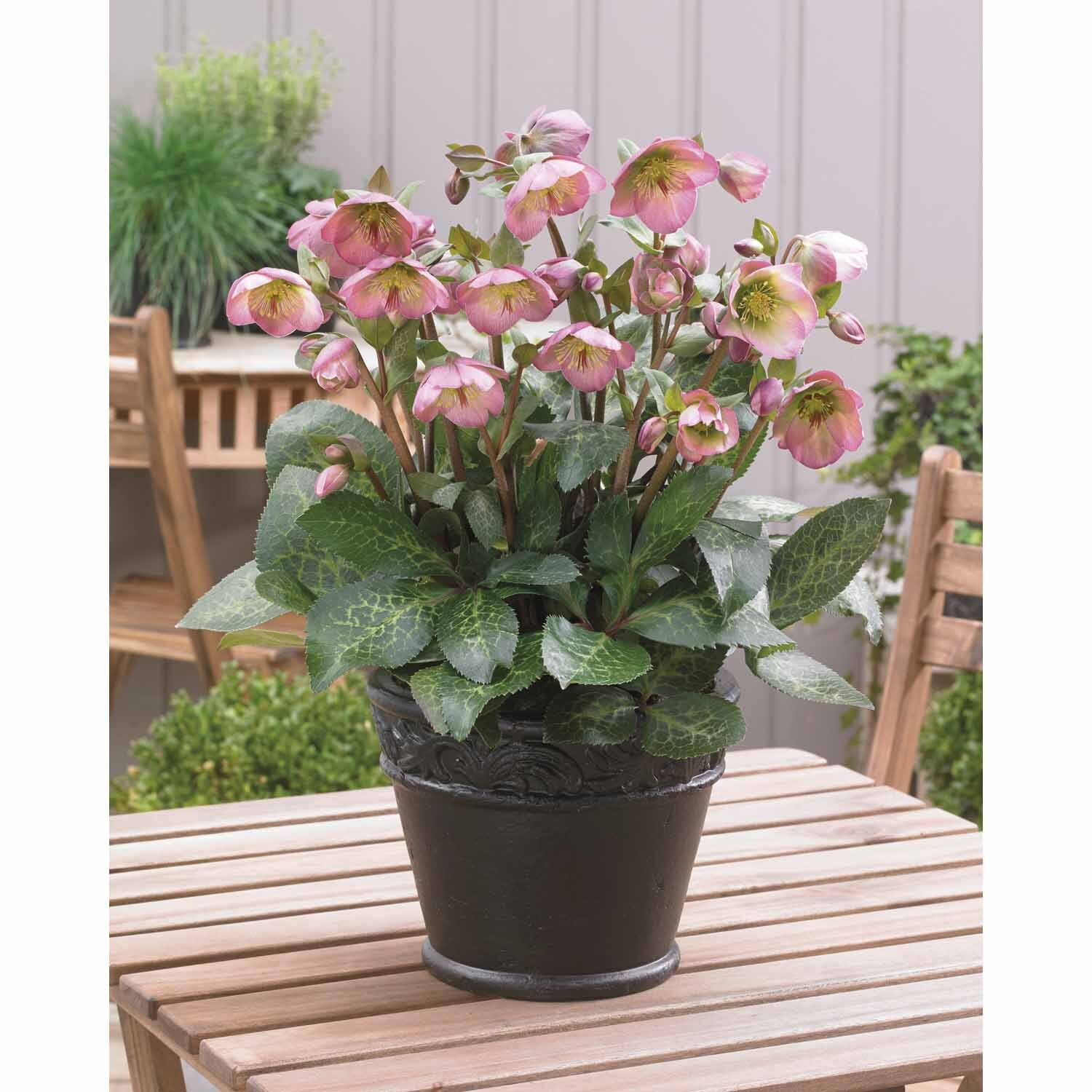 Helleborus Hannahs Blush