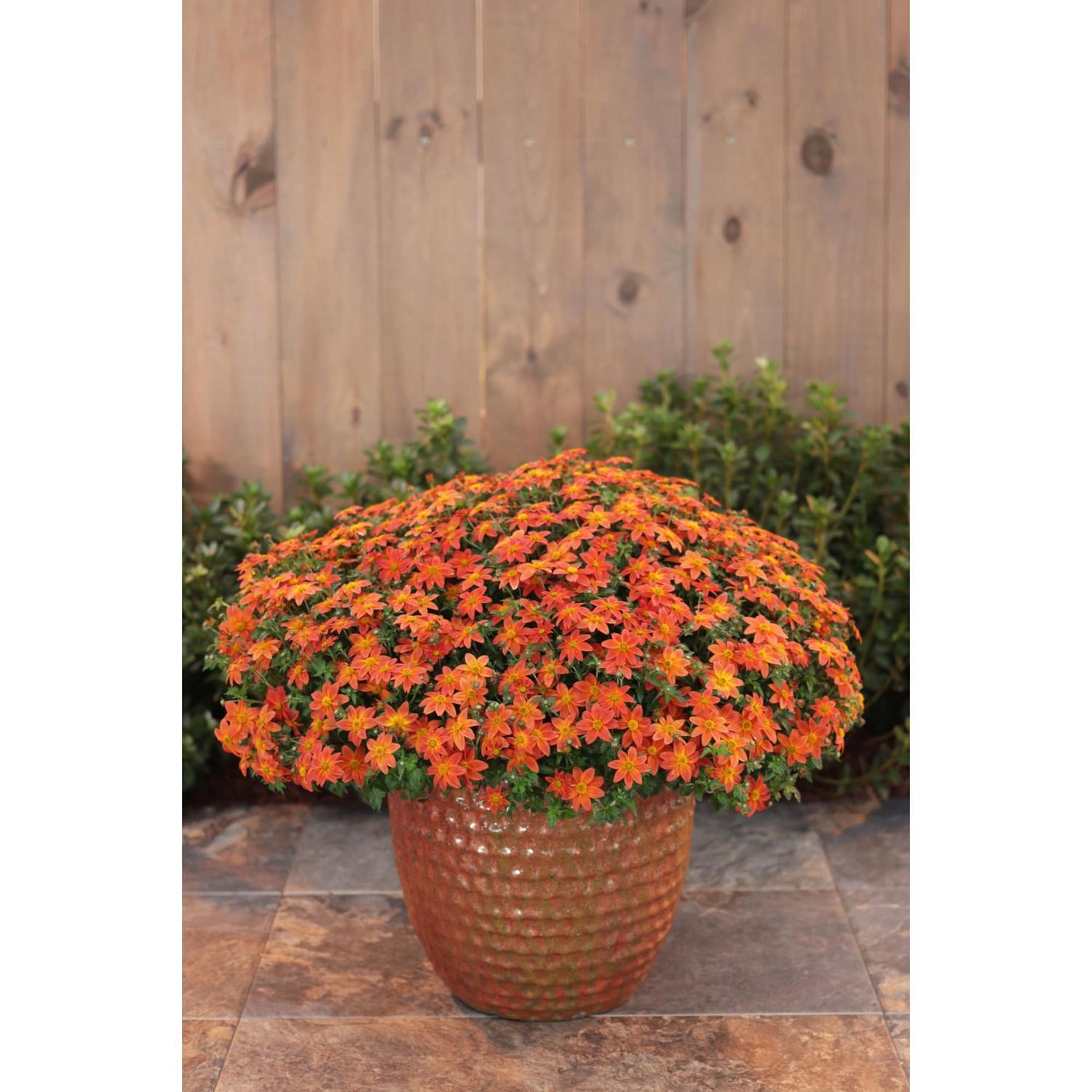 Bidens Campfire Fireburst