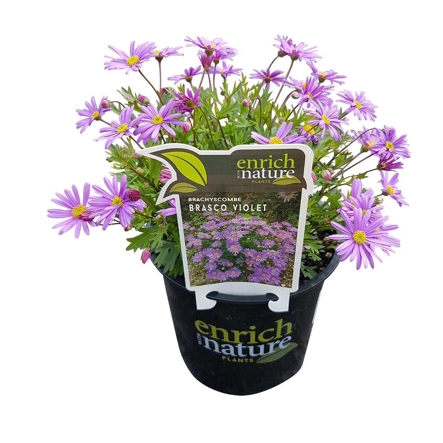 Brachyscome Brasco Violet