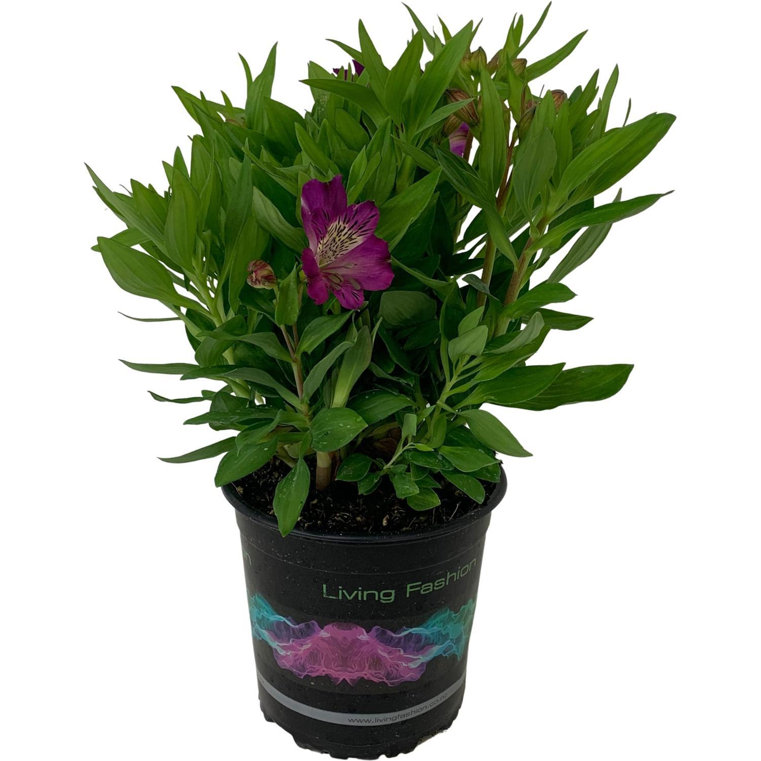 Alstroemeria Mystic