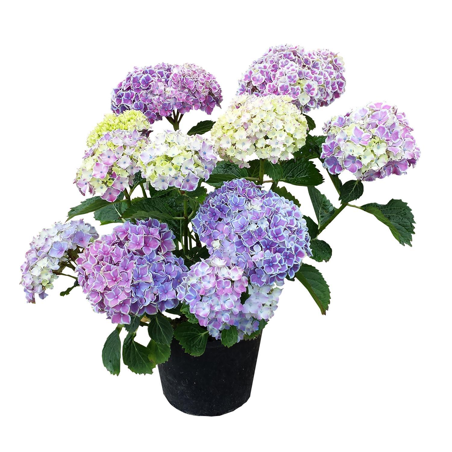 Hydrangea Maiko Mariko