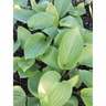 Hosta  Purple Heart