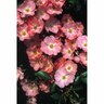 Flower Carpet Rose Coral
