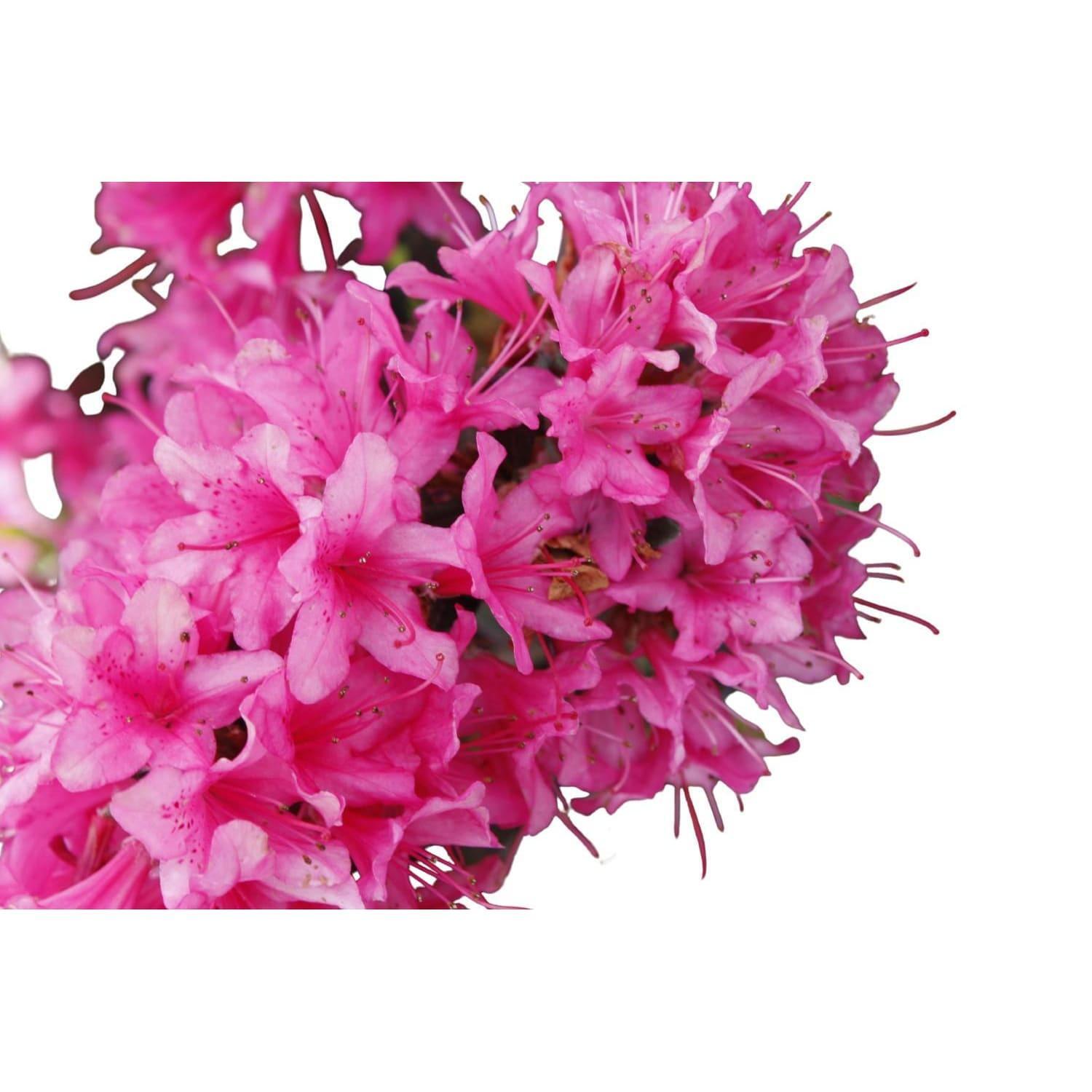 Azalea