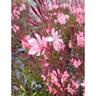 Gaura Siskiyou pink