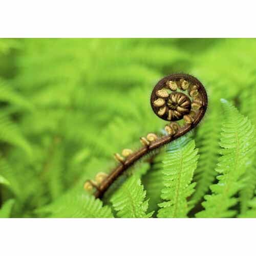Splashback Fern Koru