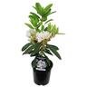 Rhododendron 'Mt Everest'