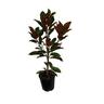 Magnolia Kay Parris 4.7 litre