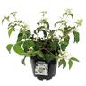Viburnum p. Summer Snowflake 3.3 litre