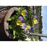 Viola Magnifi Scent Bonny