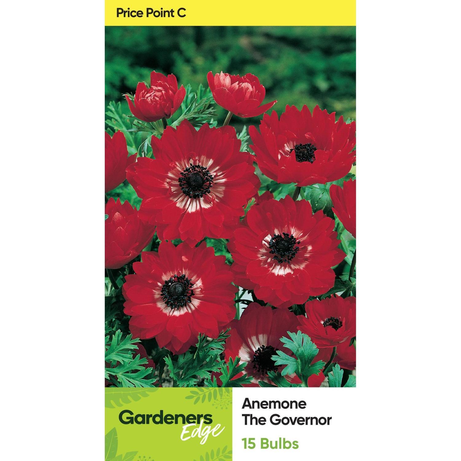 Anemone Single 'The Governor'