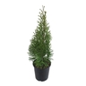 Thuja Smaragd