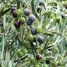 Olive Koroneiki
