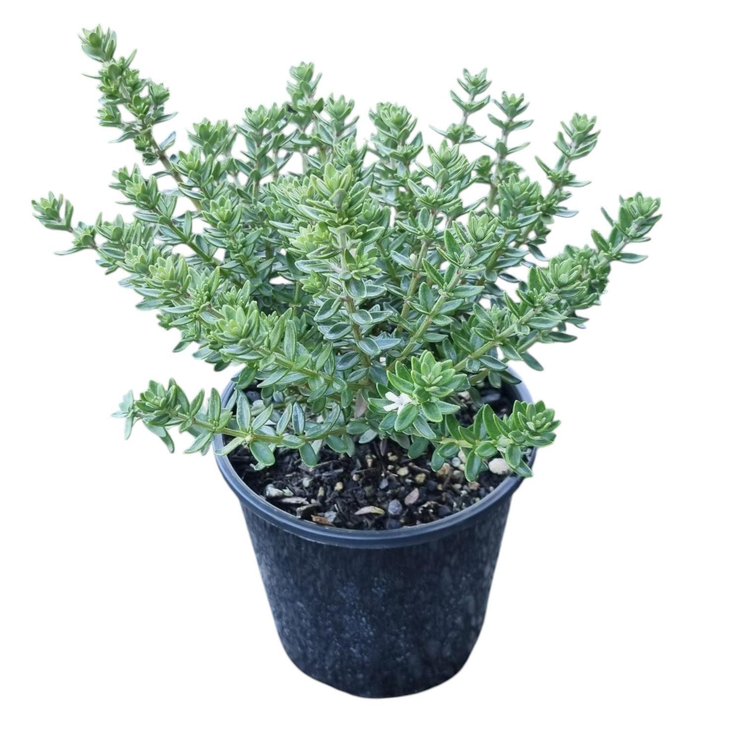 Westringia Grey Box  2L