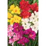 Freesia Double 'Mixed'