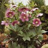 Helleborus 'Tu Tu'