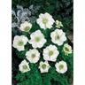 Anemone Single 'The Bride'