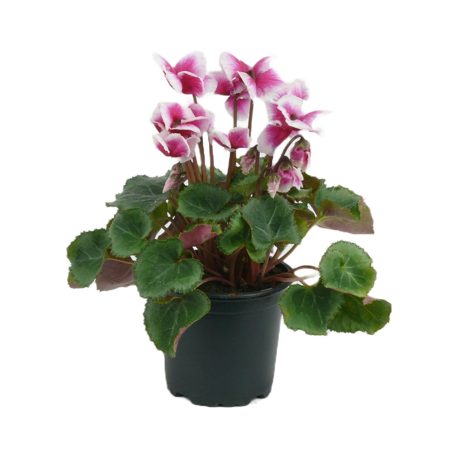 Cyclamen Abanico Deep Magenta