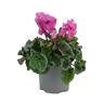 Cyclamen Crispino
