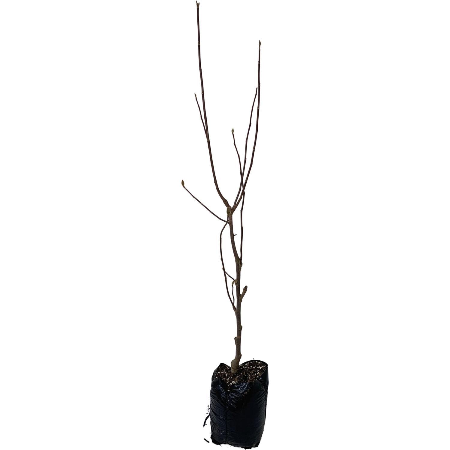 Magnolia 'Red As'