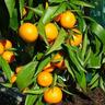 Mandarin Clementine