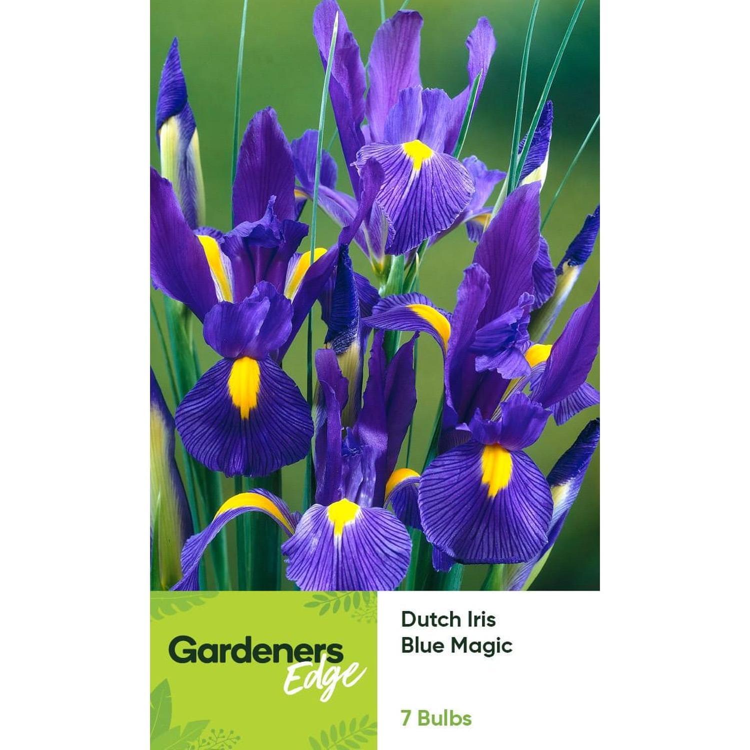 Dutch Iris Blue Magic 7 pack