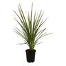 Cordyline Australis 1.9 litre