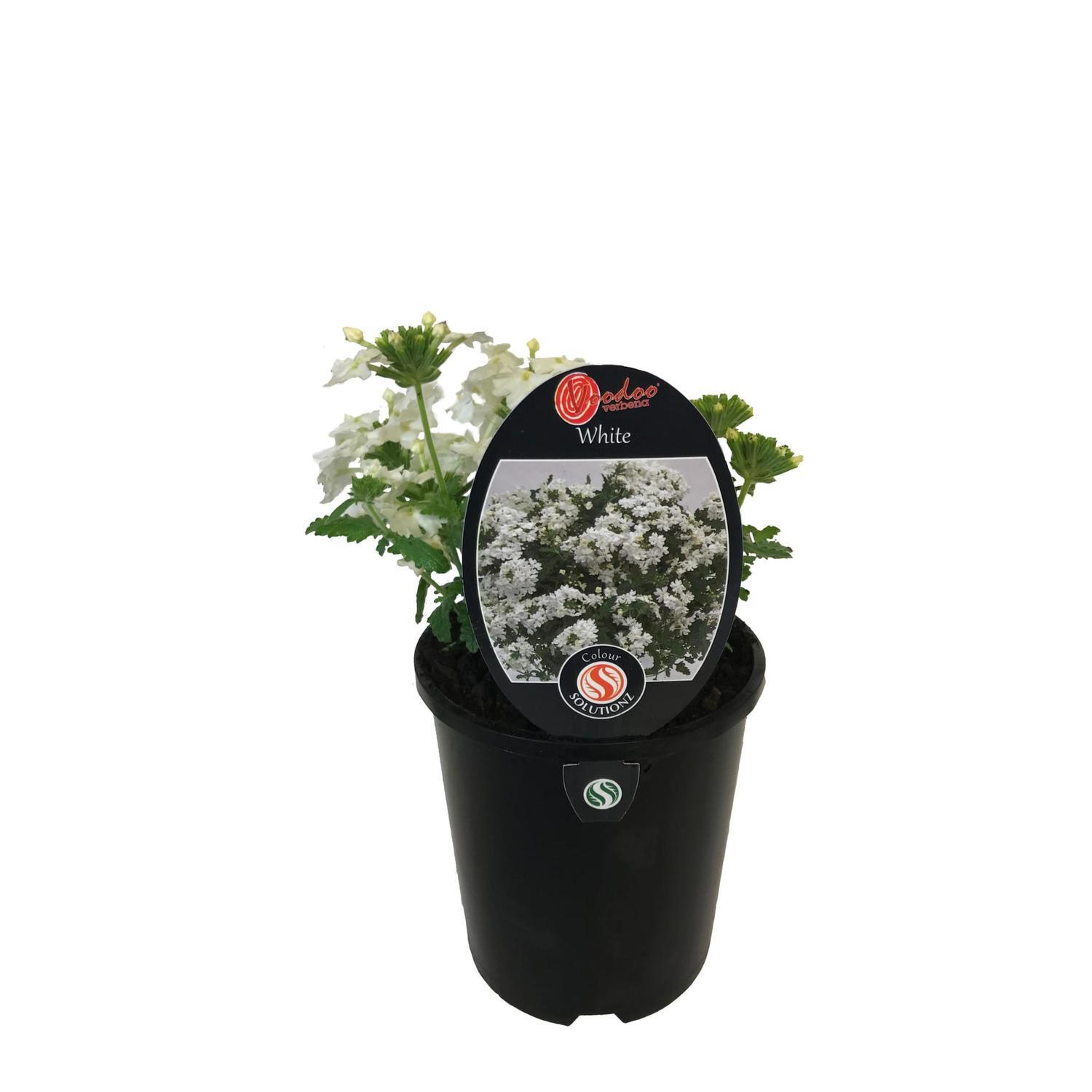 Voodoo Verbena