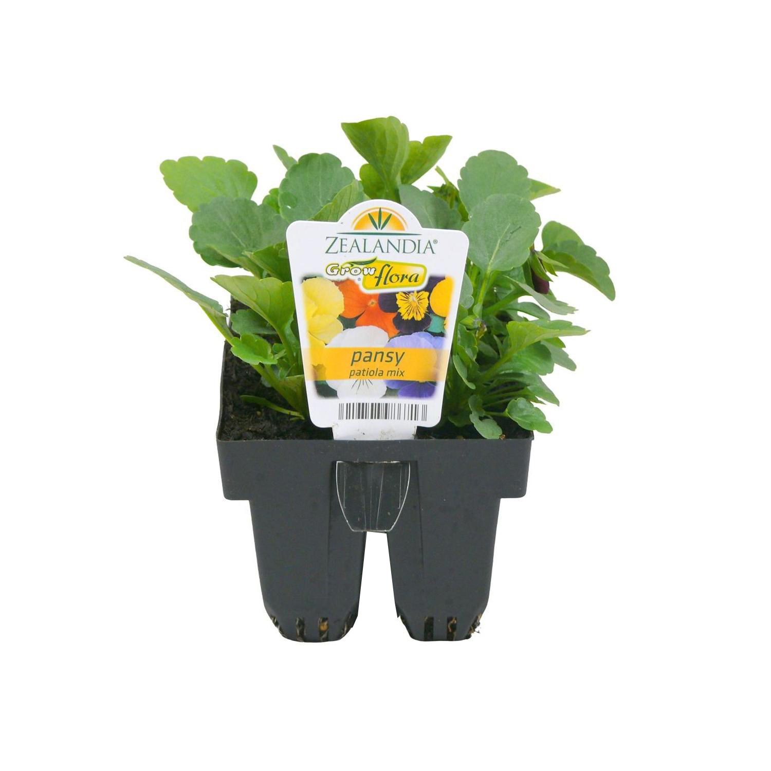 Pansy Patiola